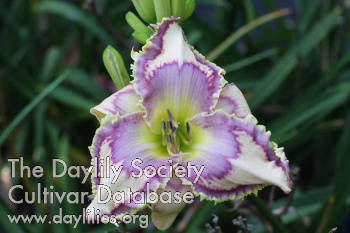 Daylily Lined in Lavender